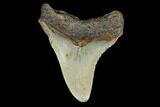 3.20" Fossil Megalodon Tooth - North Carolina - #130036-1